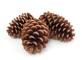 Image showing pine cones