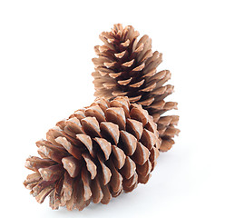 Image showing pine cones