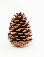 Image showing pine cones