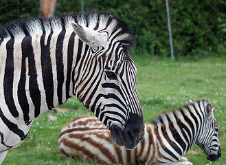 Image showing Zebra