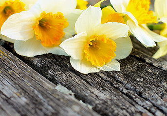 Image showing Daffodils