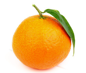 Image showing Tangerine