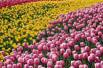 Image showing Tulip's Field