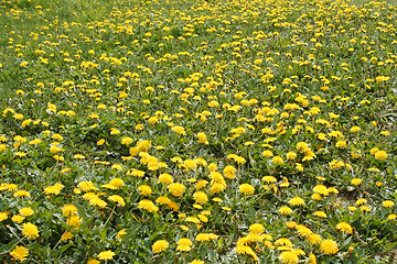 Image showing Lots of flowering dandelions plants