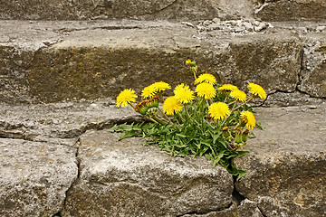 Image showing First dandelion on concrete staircase