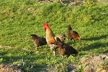 Image showing Rooster and three hens on a meadow