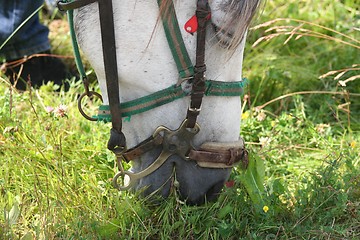 Image showing Horse portrait