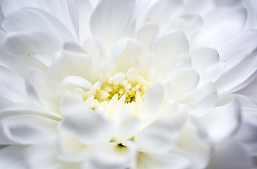 Image showing White chrysanthemum macro