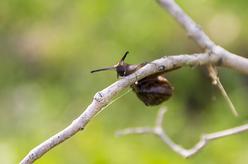 Image showing Snail on twig in summer