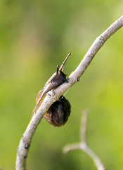 Image showing Garden snail