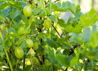 Image showing Summer gooseberries