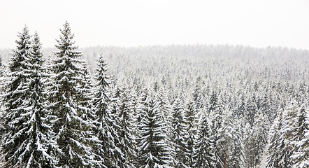 Image showing Winter wild forest landscape 