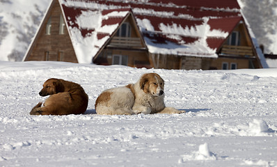 Image showing Two dogs rest on snow in ski resort