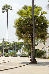 Image showing Palm trees in city in tropics