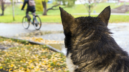 Image showing Karelian bear laika watching street