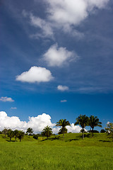 Image showing Palm Trees