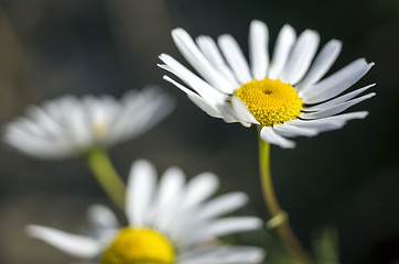 Image showing Some chamomile flowers