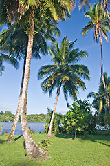 Image showing Palm Trees