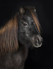 Image showing black shetland pony