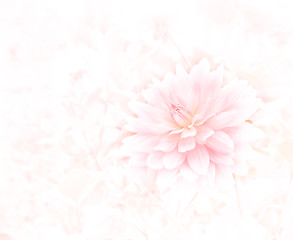 Image showing Flower Background