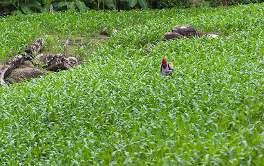 Image showing Corn Field Farmer