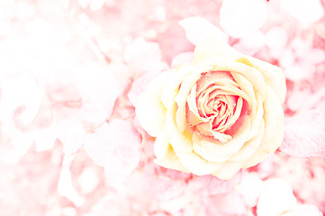 Image showing Rose Background