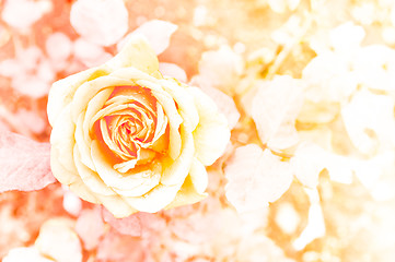 Image showing Rose Background