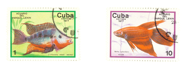 Image showing Cuba stamps with fish