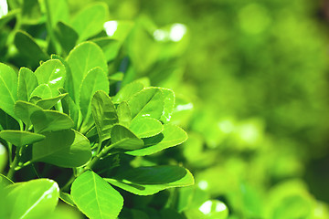 Image showing green leaves