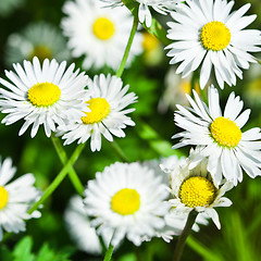 Image showing chamomile flowers field