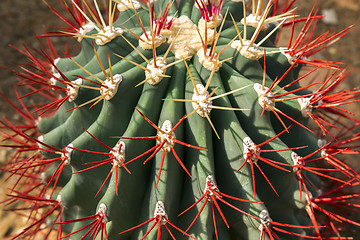 Image showing Painted Cactus.