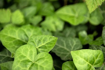 Image showing Leaves of fresh green ivy closeup