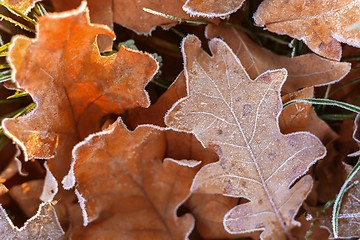 Image showing Fallen leaves