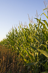 Image showing Corn field