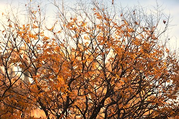 Image showing Abstract hoto of some winter branches