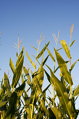 Image showing Corn field