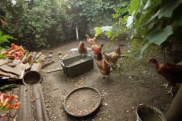 Image showing Chickens in the poultry yard eating 