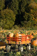 Image showing Pumpkin harvest