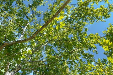 Image showing Green leaves of a tree in sunlight