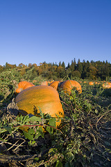 Image showing Pumpkins harvest