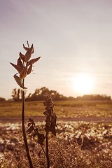 Image showing Wild flower in sunset