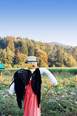 Image showing Scarecrow