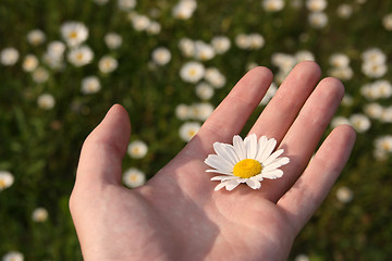 Image showing White chamomile flower