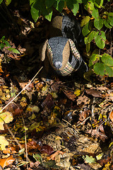 Image showing Soft toy dog is placed in autumn forest