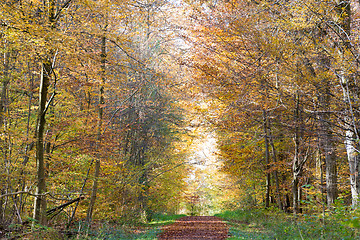 Image showing Pathway through the autumn forest