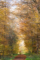 Image showing Pathway through the autumn forest