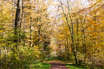 Image showing Pathway through the autumn forest