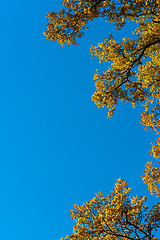 Image showing Autumn leaves against blue sky