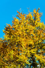 Image showing Autumn foliage against blue sky