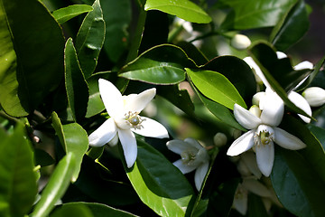 Image showing Blossom at orange-tree